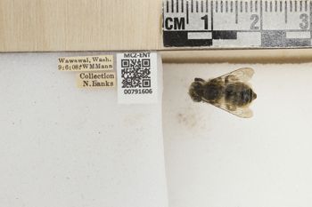 Media type: image;   Entomology 791606 Aspect: labels